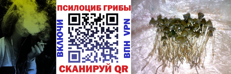 Псилоцибиновые грибы Cubensis Мариинский Посад